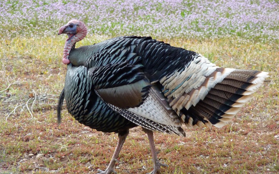 Gobble, Gobble goes the Turkey and the Brokerage Firm